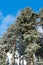 Blue sky over forest in Harz mountains while winter time