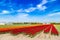 Blue sky over multicolor tulip fields near village of Lisse, Holland