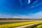 Blue sky over multicolor tulip fields near village of Lisse in the Netherlands