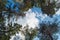 Blue sky over pines. Sunny day in a pine forest