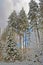 Blue sky over winter forest in Harz mountains national park