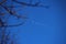 blue sky and plane. branches of trees in the foreground.