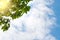 Blue sky, puffy clouds and fresh green tree