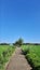 blue sky and quiet rural atmosphere