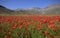 Blue sky and red poppies