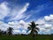 Blue sky and ricefield