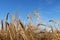 A blue sky and ripe heads of barley