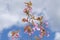 Blue sky sakura spring season tree prunus flower garden