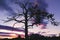 Blue sky skeleton tree