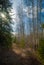 Blue Sky and Sun through the Aspen Forest