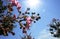 Blue sky, sun and flowers in summer months