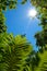 Blue sky with sun rays framed by fern branches and tree leaves