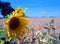 Blue sky, sunflower and wheat fields