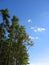 Blue Sky, Tall Pines, Clouds