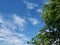 Blue sky and tamarind tree.