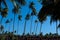 Blue sky Thai houses coconut palm tree Koh Kood