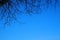 Blue sky with tree and branches