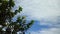 Blue sky and tree branches with birds chirping in the background