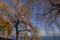 Blue sky and Trees in winter at Lake Neuchatel, Switzerland