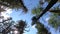 Blue sky through the trunks and branches of tall trees