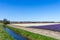 Blue sky and tulip field landscape, traditional dutch, Netherlands, Europe