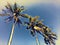 Blue sky view with coco palm trees. Exotic island vintage image