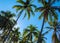 Blue sky view with coco palm trees. Romantic image of palm tree leaves