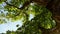 Blue Sky Visible Through Green Forest Tree