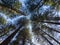 Blue sky visible in the tall cedar forest kalam swat valley