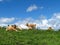 Blue sky white clouds brown cows green grass