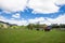 Blue sky and white clouds grass