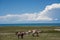 With blue sky, white clouds and lake water, Qinghai Lake in China has horses, sheep and cattle on the grassland