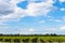 Blue sky with white clouds over vineyards, Taman