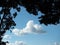 Blue sky with white clouds and silhouette of a tree in the foreground