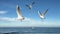 blue sky white clouds wild birds sea ocean view feeding seagulls birds from hand