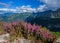 Blue sky, white fluffy cloud and flowering Calluna vulgaris common heather, ling, or simply heather. Western Tatras, Slovakia.