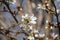 Blue Sky and White Orchard Blooms