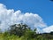 Blue Sky and White Puffy Clouds Float over Tops of Tropical Albizia Trees!