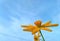 blue sky with yellow flowers