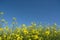 Blue sky, yellow rapeseed blossom.