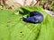 Blue slug in the woods