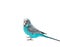 Blue small budgerigar