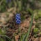 Blue small chimney sweep flower in spring day