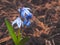 Blue small florets in a faded grass and dry leaves the first spring flowers snowdrops