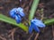 Blue small florets in a faded grass and dry leaves the first spring flowers snowdrops