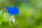 Blue small flower closeup