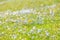 Blue small flowers in the meadow, forget-me-not on the green grass background. Floral summer spring flower background.