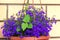 Blue small flowers and nettle weed in a hanging pot on a background of a brick yellow wall.Close up.Decorative cascading lobelia.