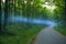 Blue smoke spreads over the road in the woods