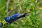 Blue snail in the Carpathians